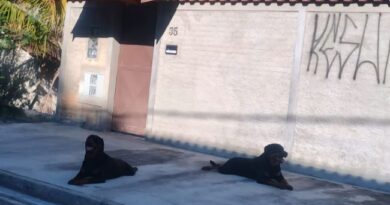 Cães de porte grande causam temor entre moradores do Jardim Santa Maria, em São Roque