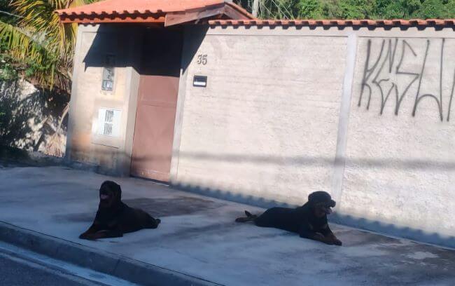 Cães de porte grande causam temor entre moradores do Jardim Santa Maria, em São Roque